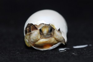 Egyptische landschildpad (foto Henk Zwartepoorte)