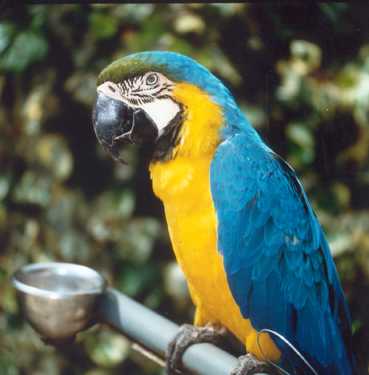 Blauwgele ara (Pakara)