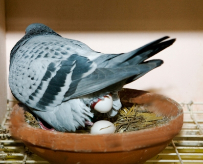 Eileggende duivin (Falco Ebben)