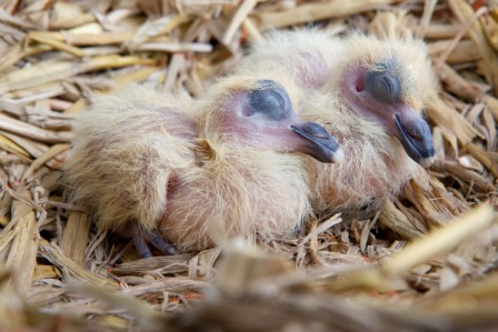 Jonge Duif van 3 dagen oud (Falco Ebben)