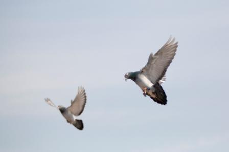 Vliegende sportduiven (Falco Ebben)