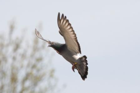 Landende duif (Falco Ebben)