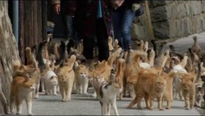 katten eiland japan