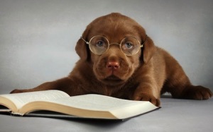 hond met boek en bril