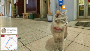 media_xll_7980930'Cat Street View': ontdek de wereld door de ogen van een kat