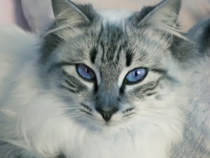 piepvandaag-kat-met-blauwe-ogen