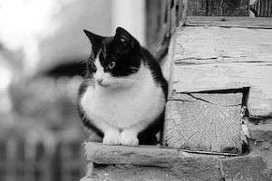 piepvandaag-kat-zwart-wit