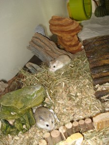 Roborovski Hmster (foto Hammie Hamsterforum)