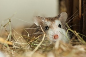 Roborovski Hmster (foto Hammie Hamsterforum)