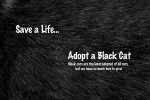 zwarte kat dag van de zwarte kat 17 augustus