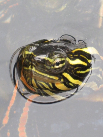 C. p. dorsalis - kop in water