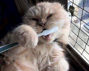 cat_brushing_teeth