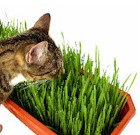 cat_grass