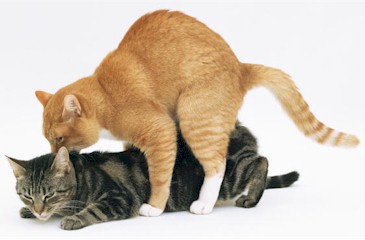 cats_mating
