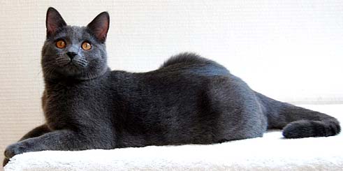 Chartreux Chartreux Cat