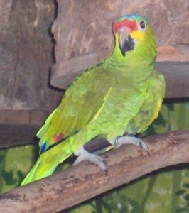2011-11-19 groene papegaai web HPIM0292
