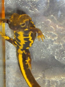 Cynops ensicauda (Salamandervereniging 