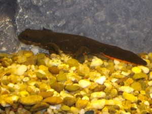  H. orientalis (Salamandervereniging)