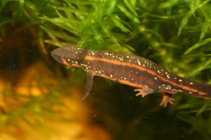 cynops ensicauda popei (salamander vereniging