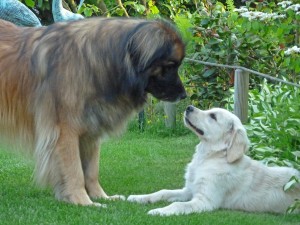 (© Petra Rakers) grote hond en pup kennis making