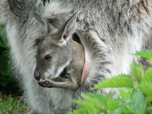 grijze reuzen kangoeoe (foto Helma van Dijk)