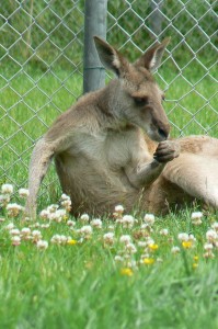 grijze reuzen kangoeroe (©foto Helma van Dijk)