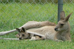 grijze reuzen kangoeoe (foto Helma van Dijk)