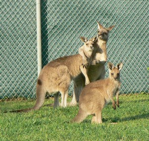 grijze reuzen kangoeroe  (foto Helma van Dijk)
