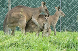 grijze reuzen kangoeroe met joey(©foto Helma van Dijk)