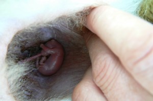 Bennet wallabie in de buidel na de geboorte (©foto Helma van Dijk)