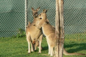 grijze reuzen kangoeroe (©foto Helma van Dijk)