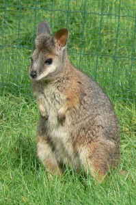 Tammar wallaby (©foto Helma van Dijk)