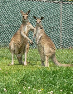grijze reuzen kangoeoe