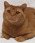 brit kat rood