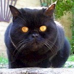 brit kat zwart
