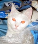 witte albino cat kat