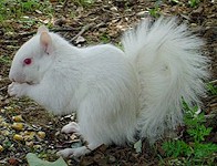 witte  albino eekhoorn