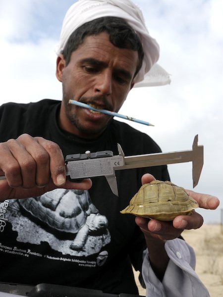 Een Sweirki bedoeïene ranger bij het meten van een Testudo kleinmanni. Foto: Omar Attum en Basem Rabia Motwaly