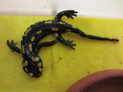 overleden salamander