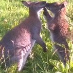 knuffelende wallaby's